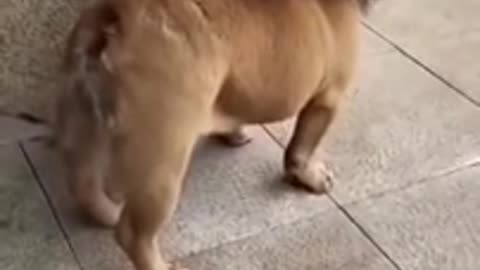 Funny Dog video caught camera 8