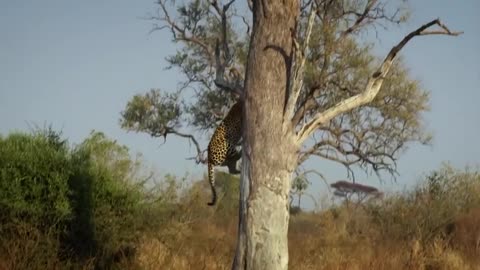 When The Leopard's Epic Hunt Goes Wrong! 🐆😱 Unbelievable Moments in Nature"