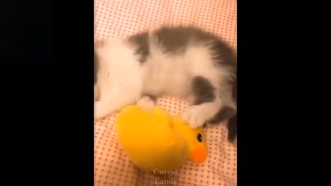 Very Cute and Funny Pets compilation