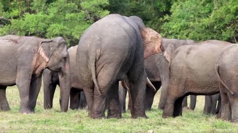 Wild Elephants Sri Lanka | Big elephant herd with many tuskers - Sri Lanka