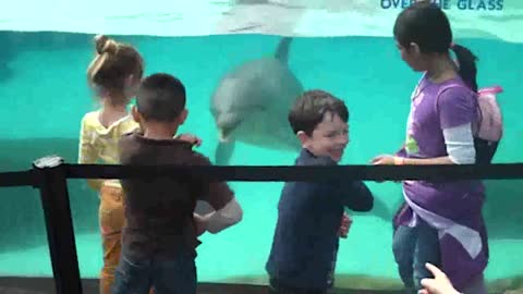 Funny Dolphin Makes Baby Laugh 2020