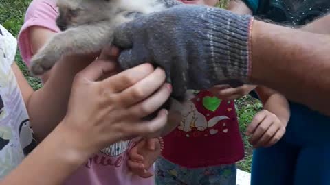 Kitty Rescued from Car Engine Bay