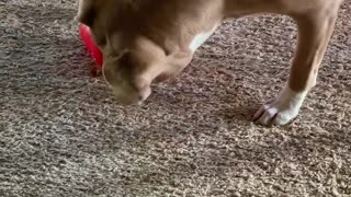 Dog versus New Kong Toy (1)