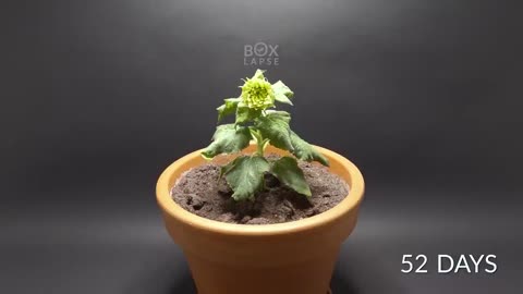 Growing DWARF SUNFLOWER Time-lapse