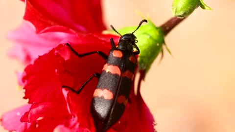 Black and red beetle on a red flower