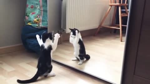 funny cat and mirror video🐈🐈