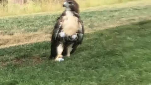 Hawk Stole and Guarded my Golf Ball!