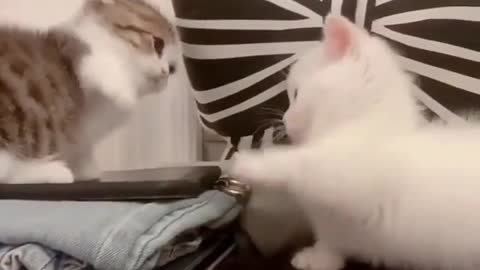 Funny kittens fighting