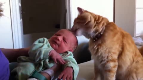 How It Looks Like When Cats Meet Babies For The First Time