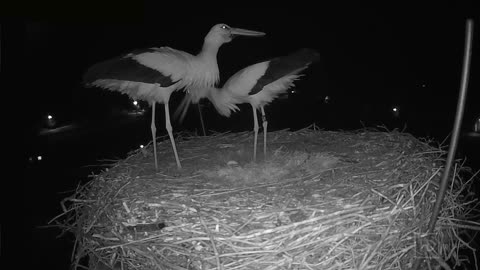 Storks Celebrate Laying First Egg