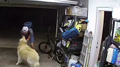 Thief plays with friendly dog while stealing bike