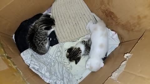 Baby kittens are waiting for their mother. Mother cat eats food