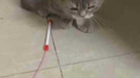 The cat doesn't want to play with the rope