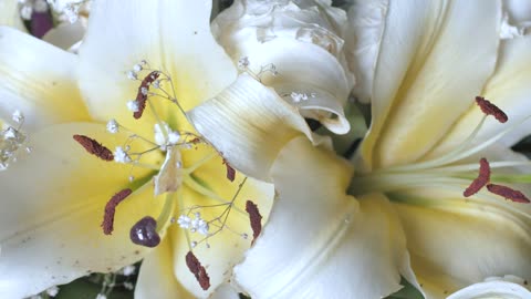 White flowers with yellow, overhead view