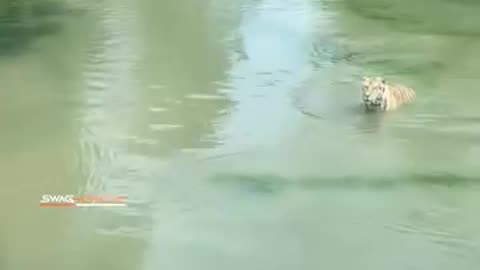 Duck and tiger/ tiger and duck / funny video