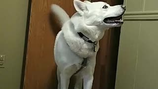 Vocal husky has lots to say to his owner