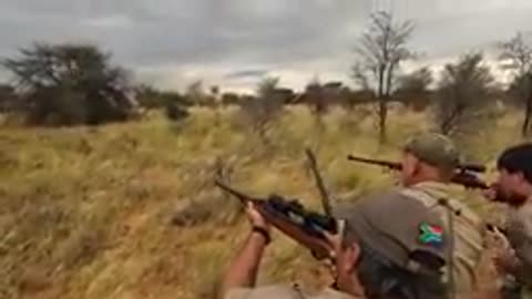 Moments that steal the heart and mind in the world of hunting huge lions