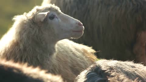 Farm sheeps outdoors close up. Group of farm sheeps on a sunny day. Breeding sheeps for wool