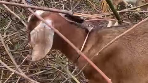 amazing and cute goat3