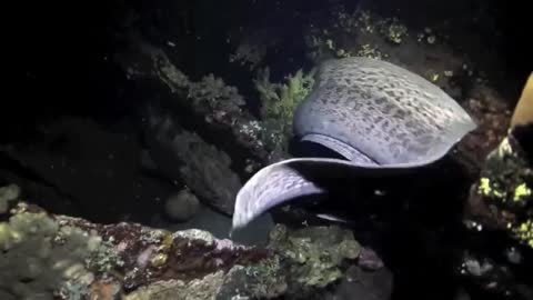 Giant moray eel and grouper hunting together as a team