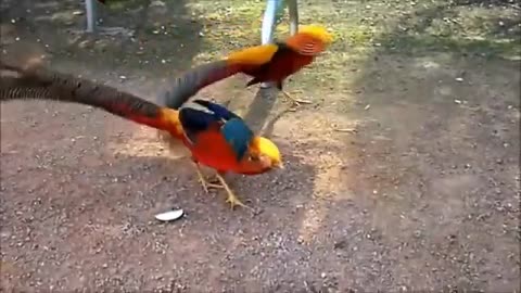 amezing beautiful golden pheasant @wildlife