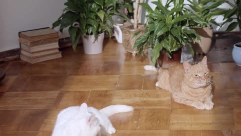 funny cat movement