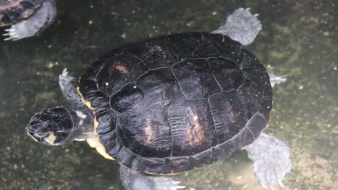 The red-eared slider