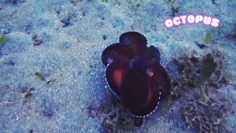 Octopus Escapes from Aquarium: The Ultimate Master of Disguise!