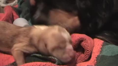 Cavalier King Charles Spaniel Birth!