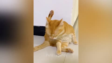 🤣🤣🤣Funny Videos Cat's 2024🤣🤣🤣