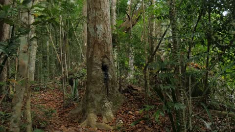 Incredible Jungle Sounds Exotic Birds Singing in Tropical Rainforest