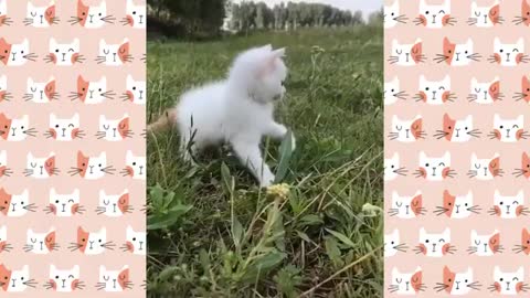 Cute and funny cat video,,,🐱