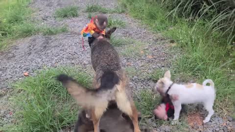 Mimi Kuku monkey competes with mother dog's milk with puppies