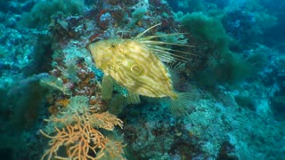 A Close-up with a Colorful St. Peter's Fish