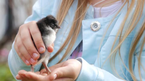 Newborn chicken in children hands. Baby chick on a human palm closeup, on blurred background