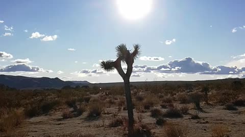 Joshua tree 5