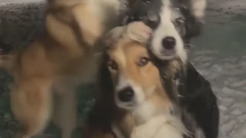 3 dogs hugs each other