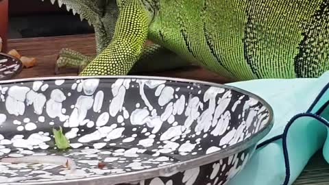 Lizard Licks Plate Clean