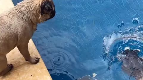 Pug does an amazing splash