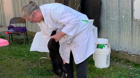 Pandhandle Preparedness Expo Rabbit Processing Demo