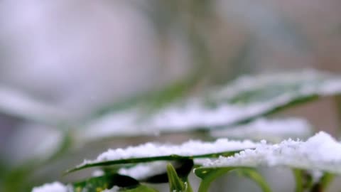 Close-up of Snow Falling on Green Leaves