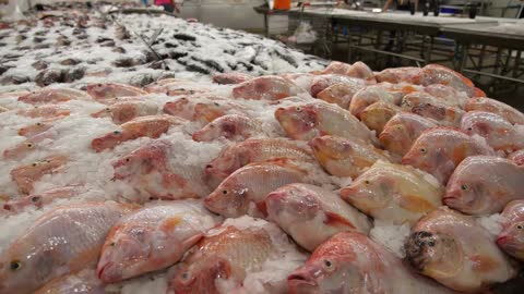 fresh red snapper on ice in fish market