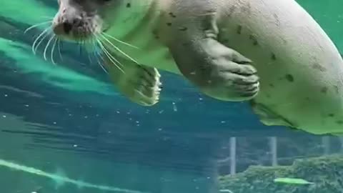 I would very much like to see the same dream that this happy seal sees.