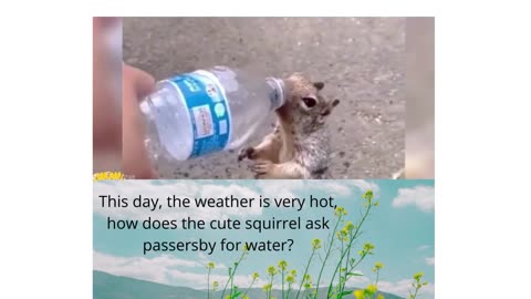 Smart squirrel asks passerby for water