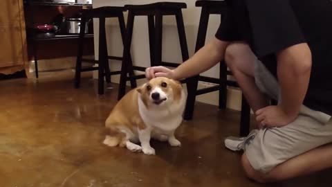 Anyways, Corgi is the cutest - best playful and funny dog