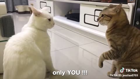 Cats talking !! these cats can speak english better than hooman hehe