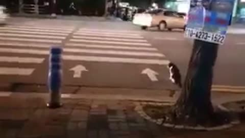 cat Road crossing