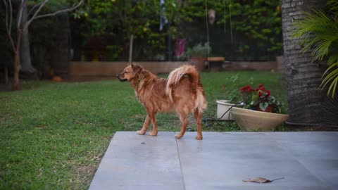 dog pet animal small furry cute fur outdoors brown looking look posing