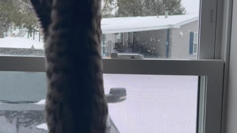 Kittens First Snow Fall