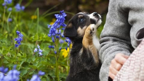 Dog gave birth to puppy standing.